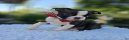 Boston Terrier dogs for sale: Doyle - Ad 6