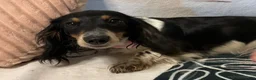 Miniature Dachshund dogs for sale: Miniature Dachshund 1 - Ad 4
