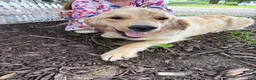Goldendoodle dogs for sale: Goldendoodle 5 - Ad 4
