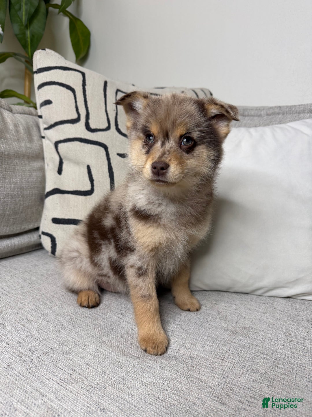 Pomsky dogs for sale: Molly - Ad 3