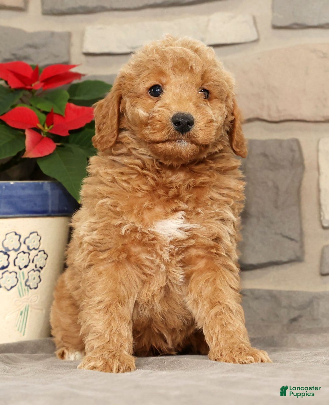 Mini Goldendoodle dogs for sale: Edgar - Ad 2