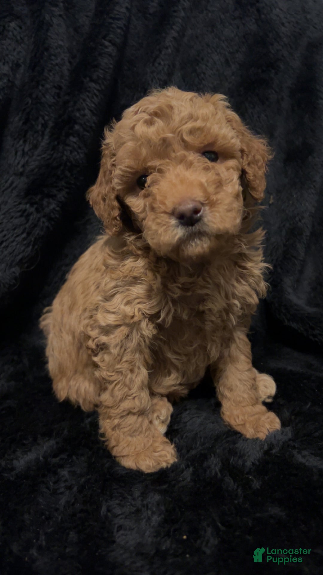 Mini Goldendoodle dogs for sale: Ms French Toast - Ad 1