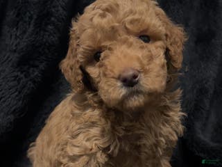 Mini Goldendoodle dogs for sale: Ms French Toast - Ad 2
