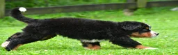 Bernese Mountain Dog dogs for sale: Nickle - Ad 14