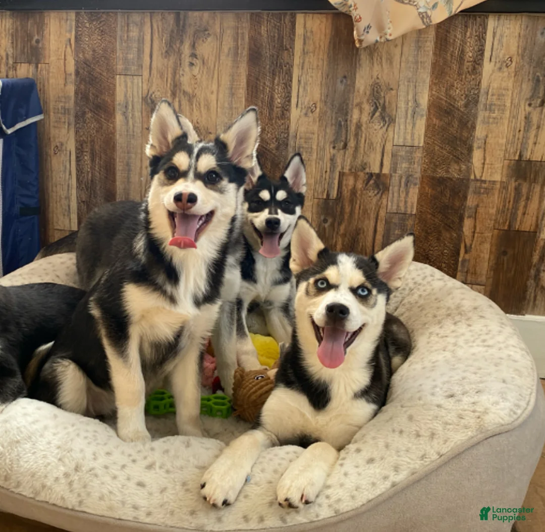 Pomsky dogs for sale: Snow White  - Ad 2