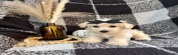 Schnoodle dogs for sale: Lacy - Ad 5