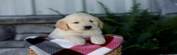 Golden Retriever dogs for sale: Bennett - Ad 3