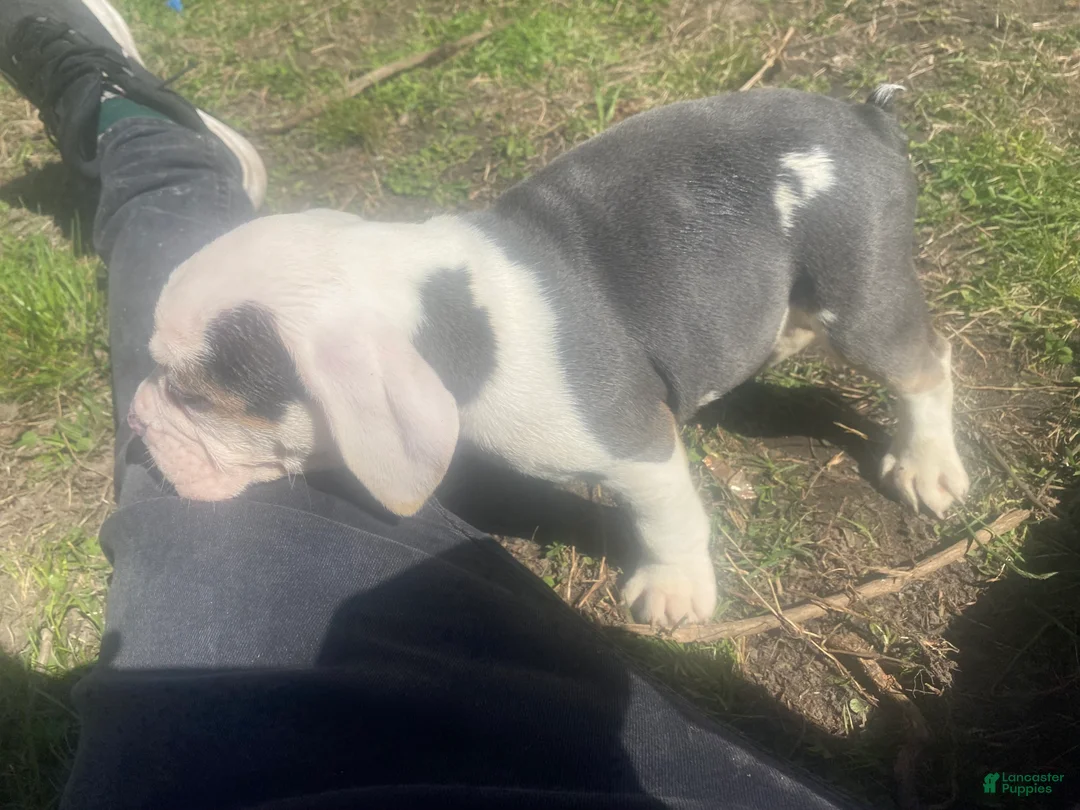 Beabull dogs for sale: Lyla - Ad 2