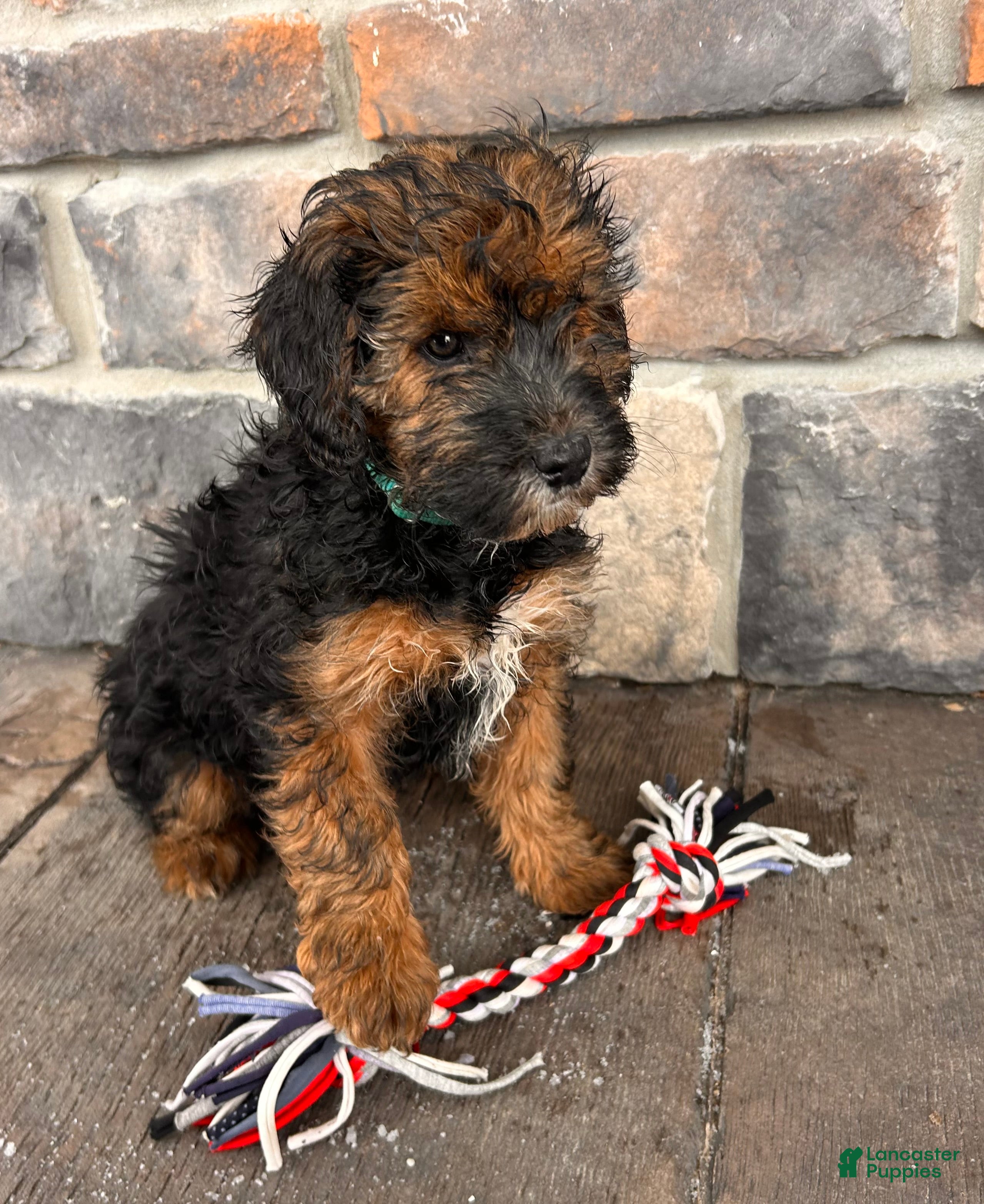 Whoodle dogs Wren - Ad 10