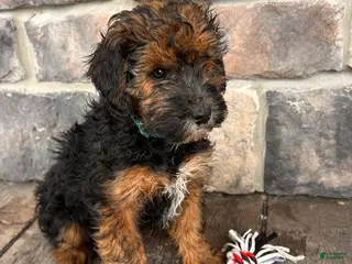 Whoodle dogs Wren - Ad 10