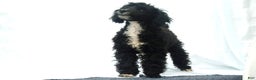 Miniature Poodle dogs for sale: Miniature Poodle Puppy 3 Blondie  - Ad 1