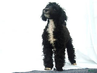 Miniature Poodle dogs for sale: Miniature Poodle Puppy 3 Blondie - Ad 1