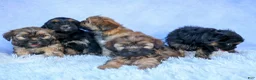 Shorkie dogs for sale: SALLY - Ad 20