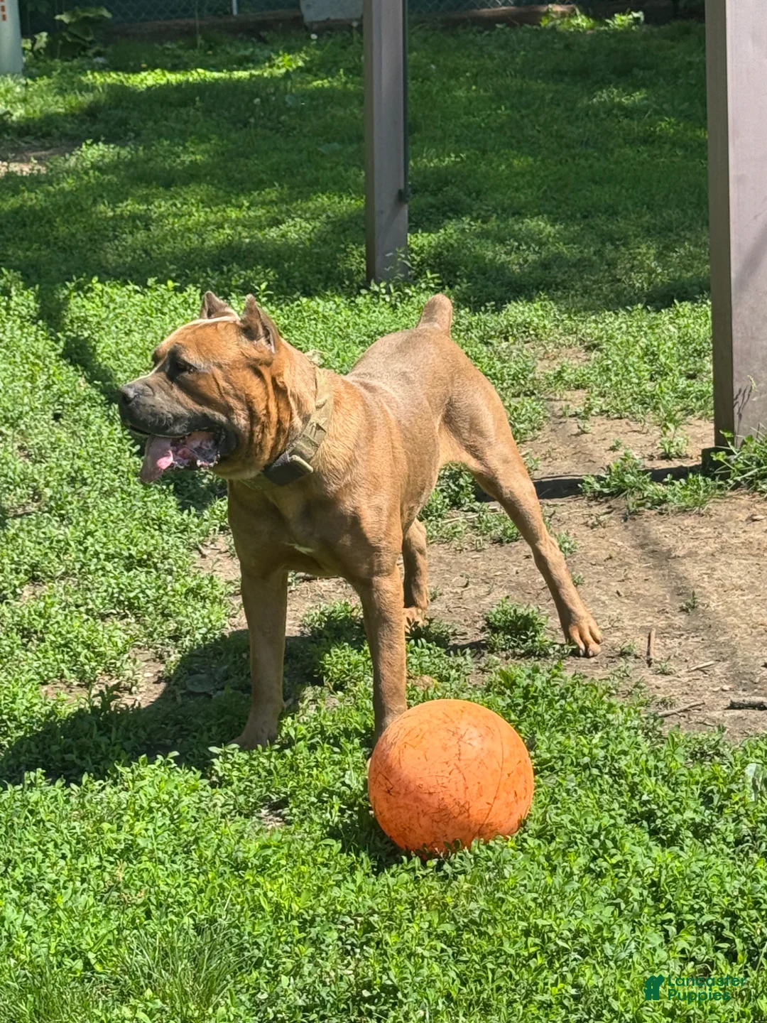 Cane Corso dogs for stud: Stud for Hire - Ad 1