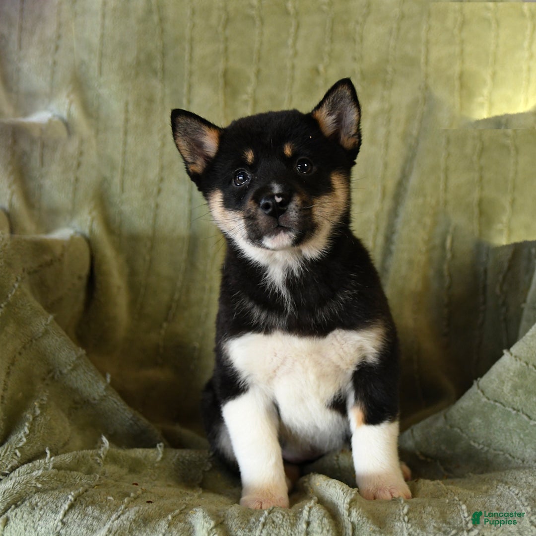 Mixed Breed dogs for sale: Sierra - Ad 1