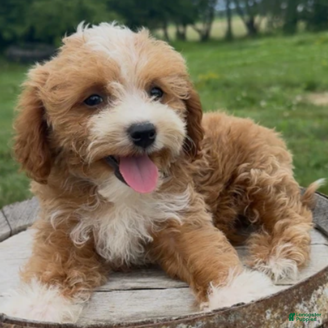Mini Goldendoodle dogs for sale: Keith - Ad 33
