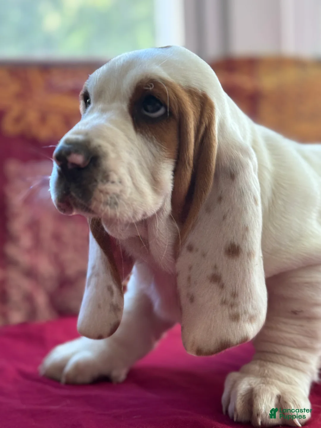 Basset Hound dogs for sale: Dottie - Ad 2