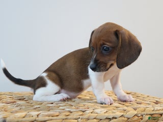 Miniature Dachshund dogs Sasha - Ad 17