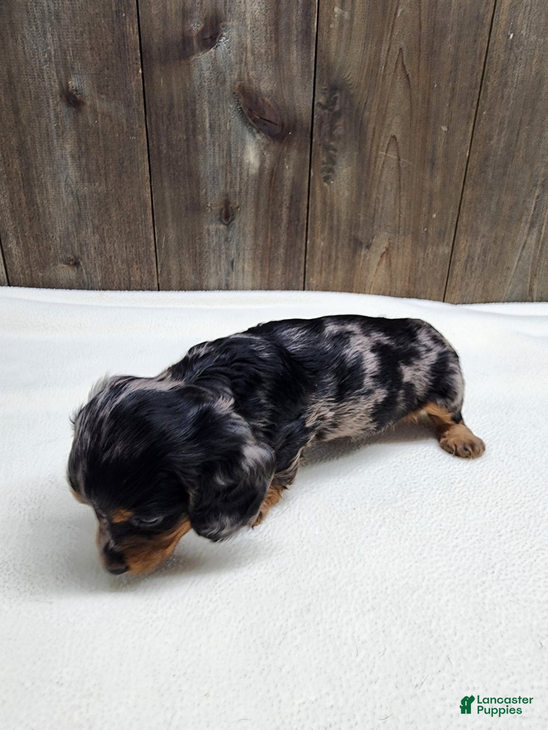 Miniature Dachshund dogs for sale: Miniature Dachshund Puppy 2 - Ad 10