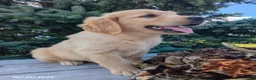 Golden Retriever dogs for sale: Ruger - Ad 5