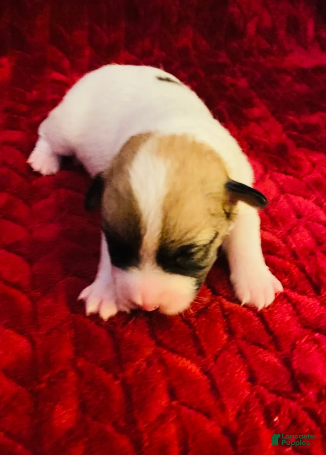 Jack Russell Terrier dogs for sale: Jack Russell Terrier Puppy 5 - Ad 2