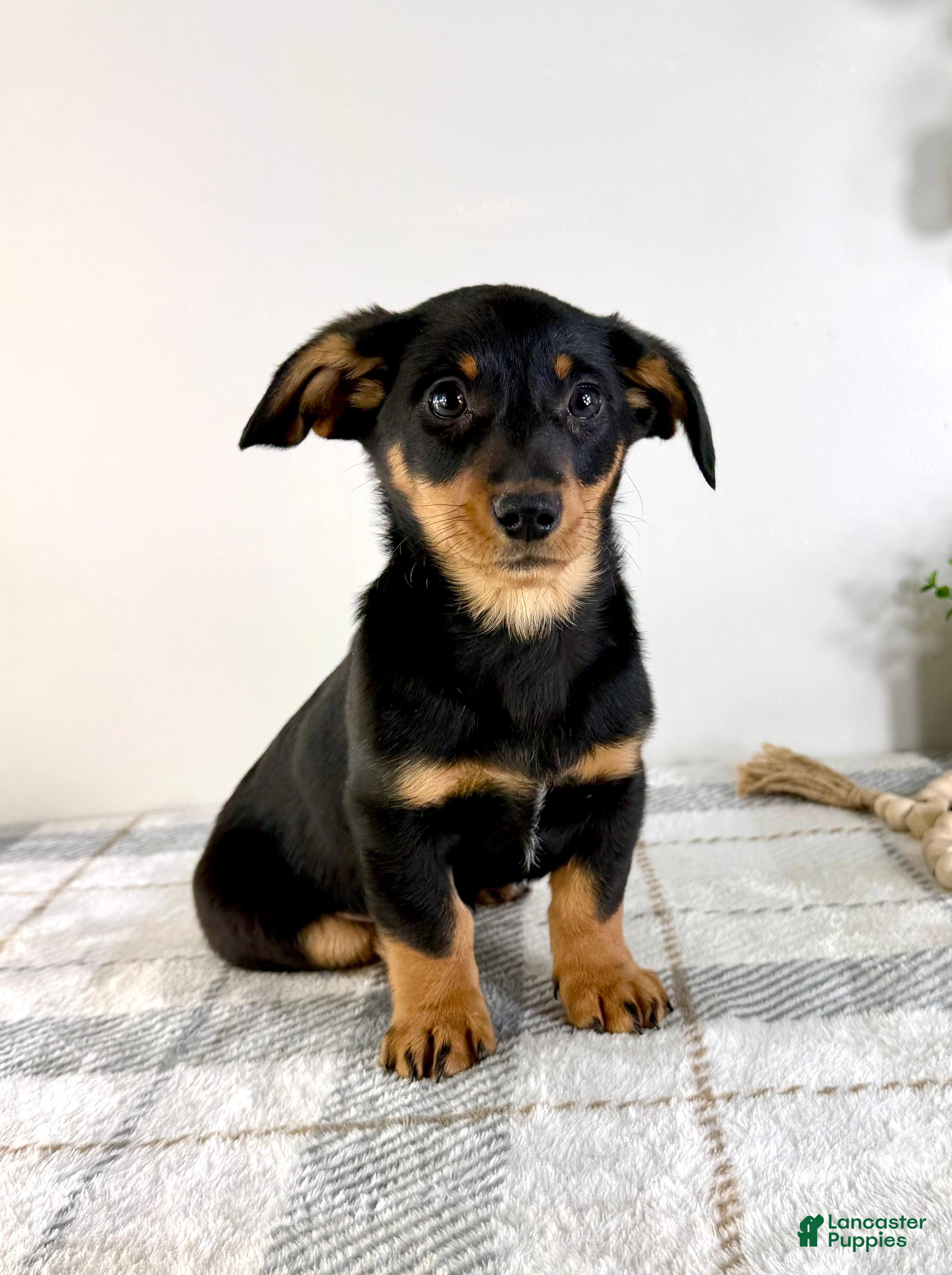 Mixed Breed dogs Dayton - Ad 29