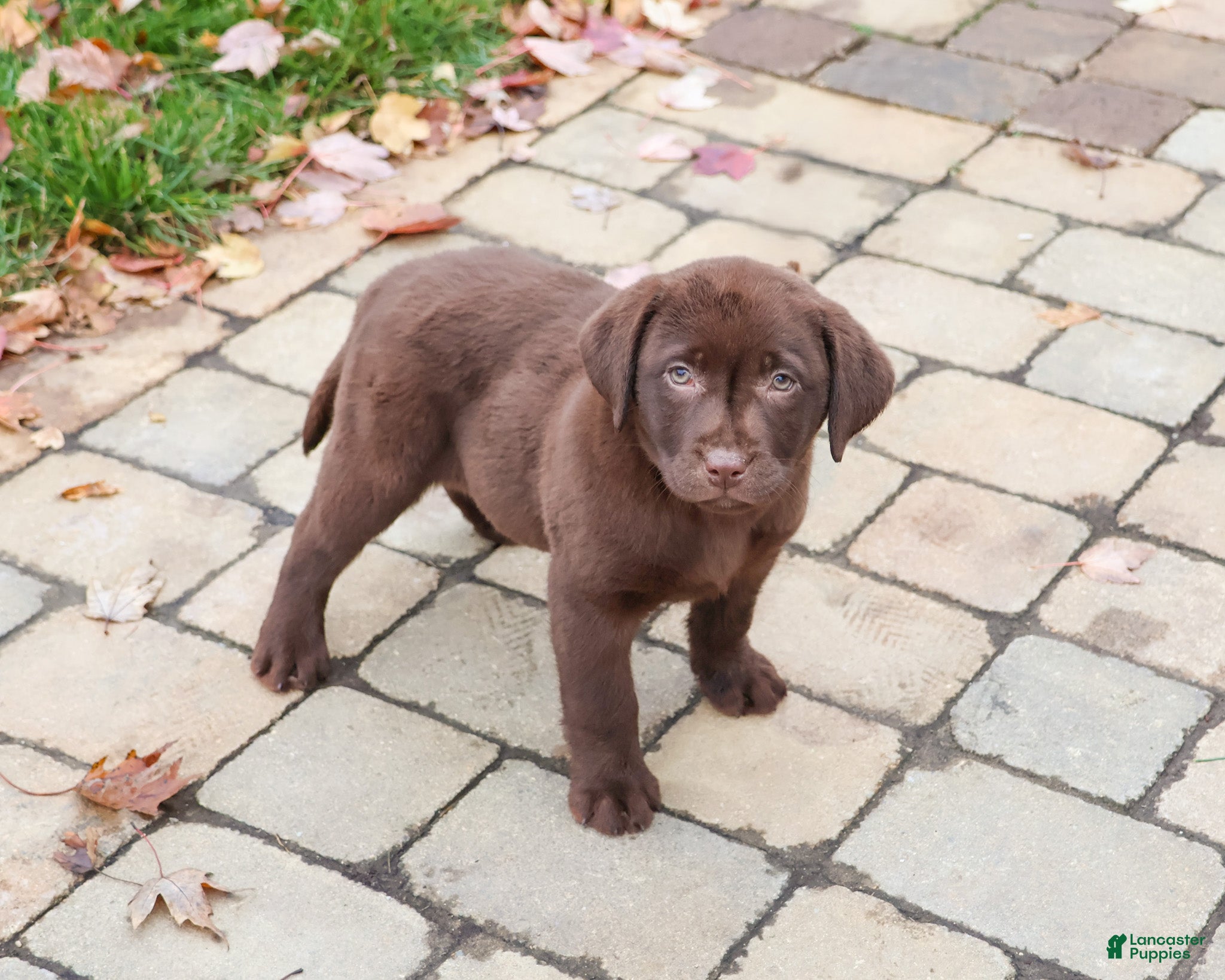 Labrador Retriever dogs Orchard - Ad 4