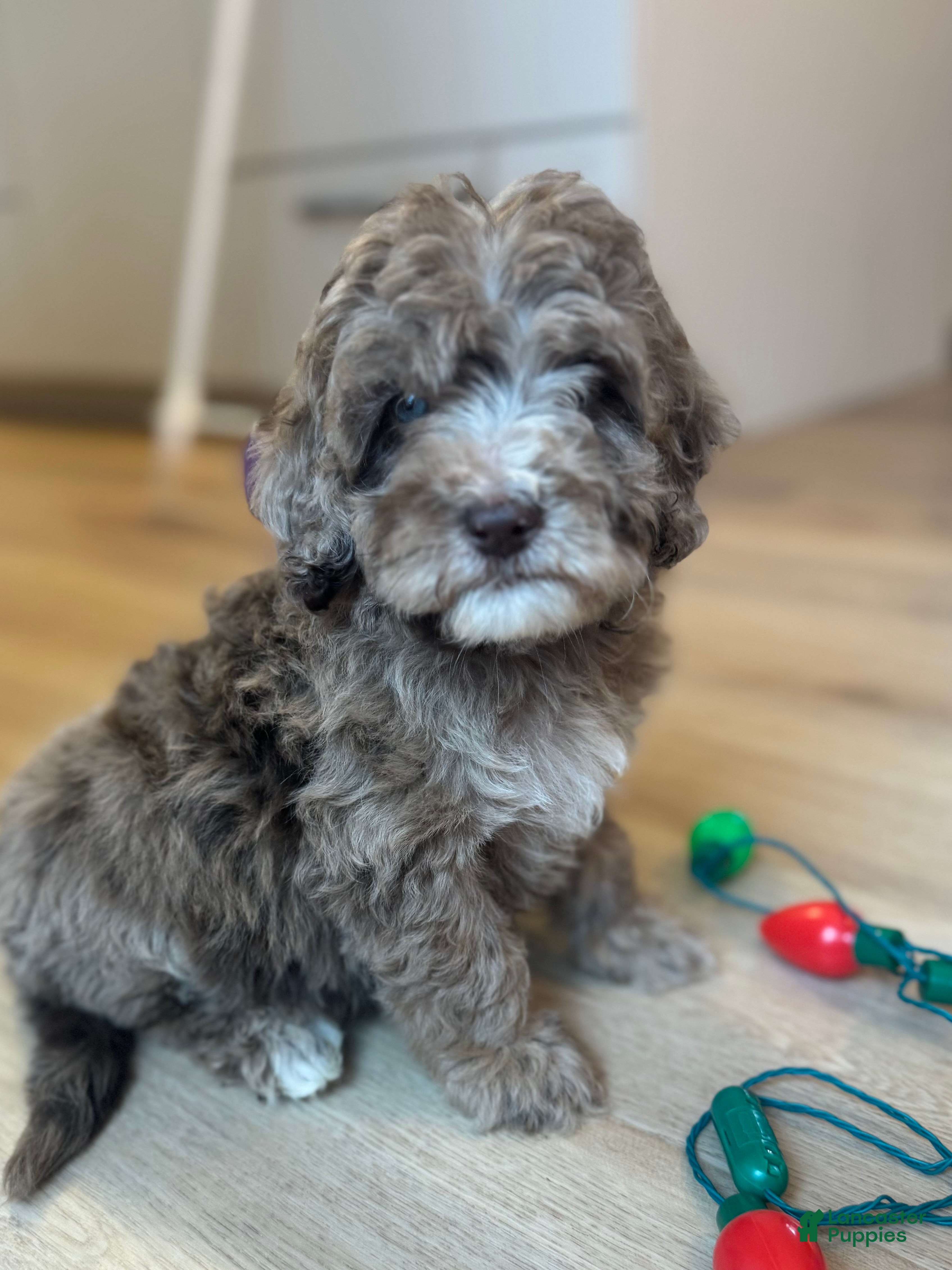 Mini Goldendoodle dogs Charlie - Ad 19