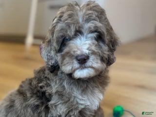 Mini Goldendoodle dogs Charlie - Ad 19