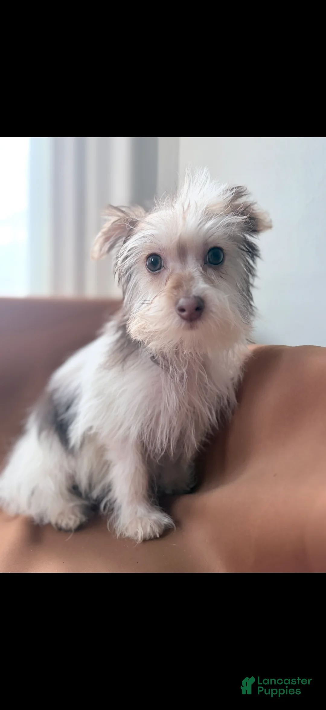 Morkie dogs for sale: Sunny - Ad 2