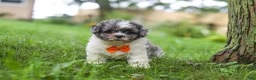 Shihpoo dogs for sale: Biscuit - Ad 1