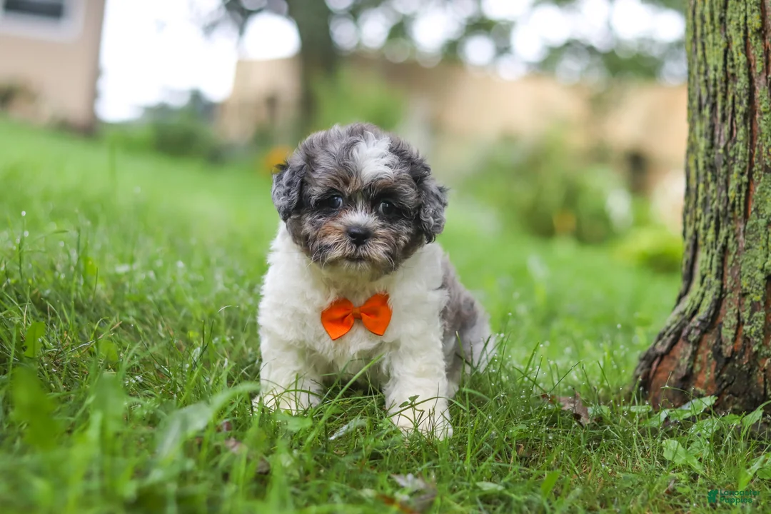 Shihpoo dogs for sale: Biscuit - Ad 1