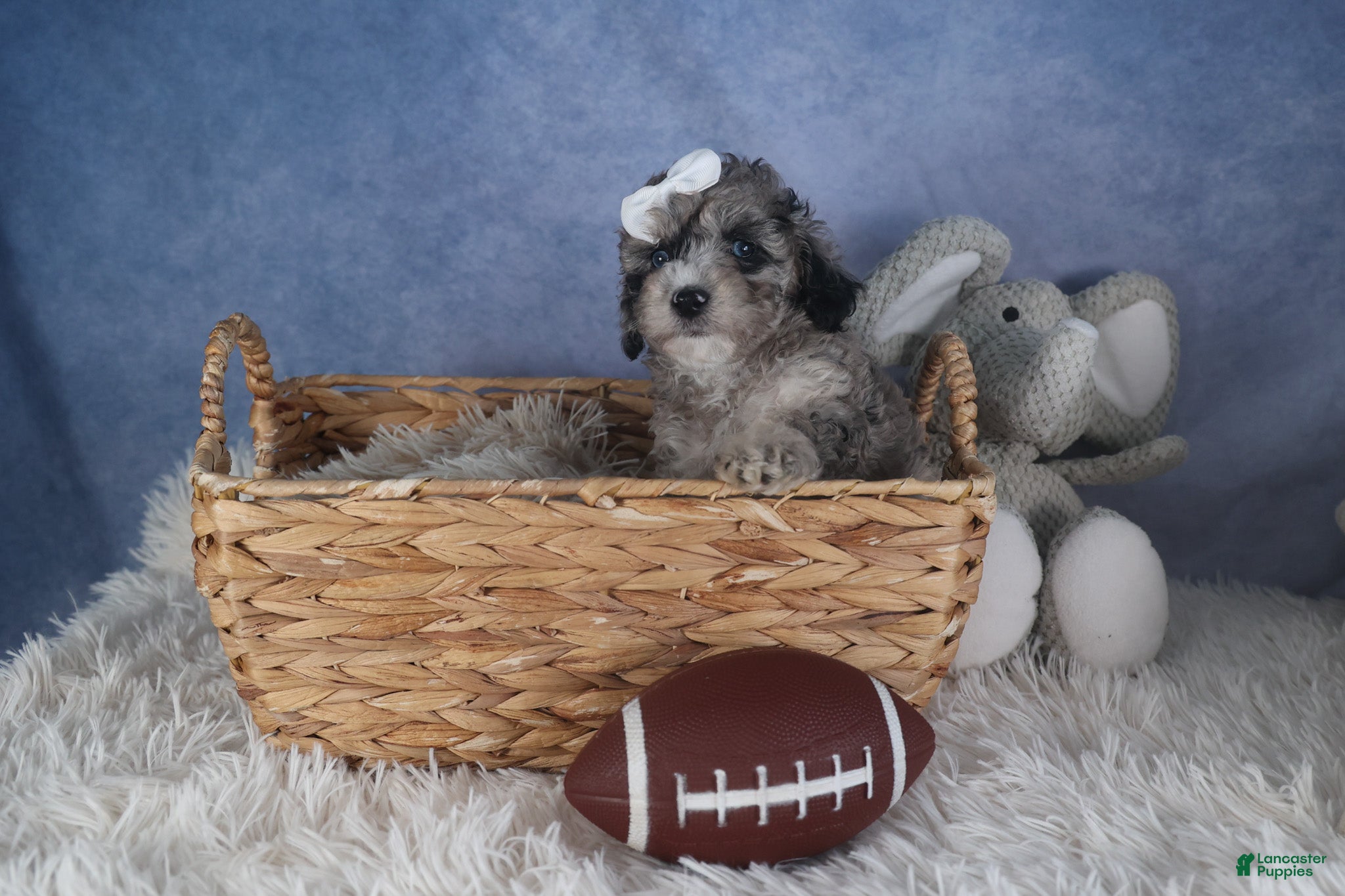 Miniature Poodle dogs Remington  - Ad 1