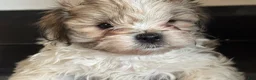 Mixed Breed dogs for sale: Spike - Ad 4