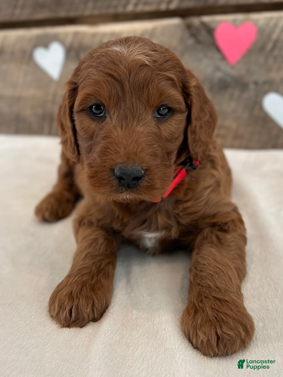 Irish Doodle dogs for sale: Scarlett - Ad 6