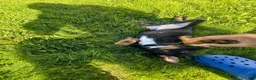 Mixed Breed dogs for sale: Jackie - Ad 6