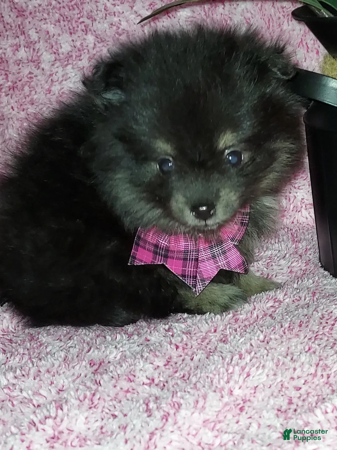 Pomeranian dogs for sale: Bitsy - Ad 6