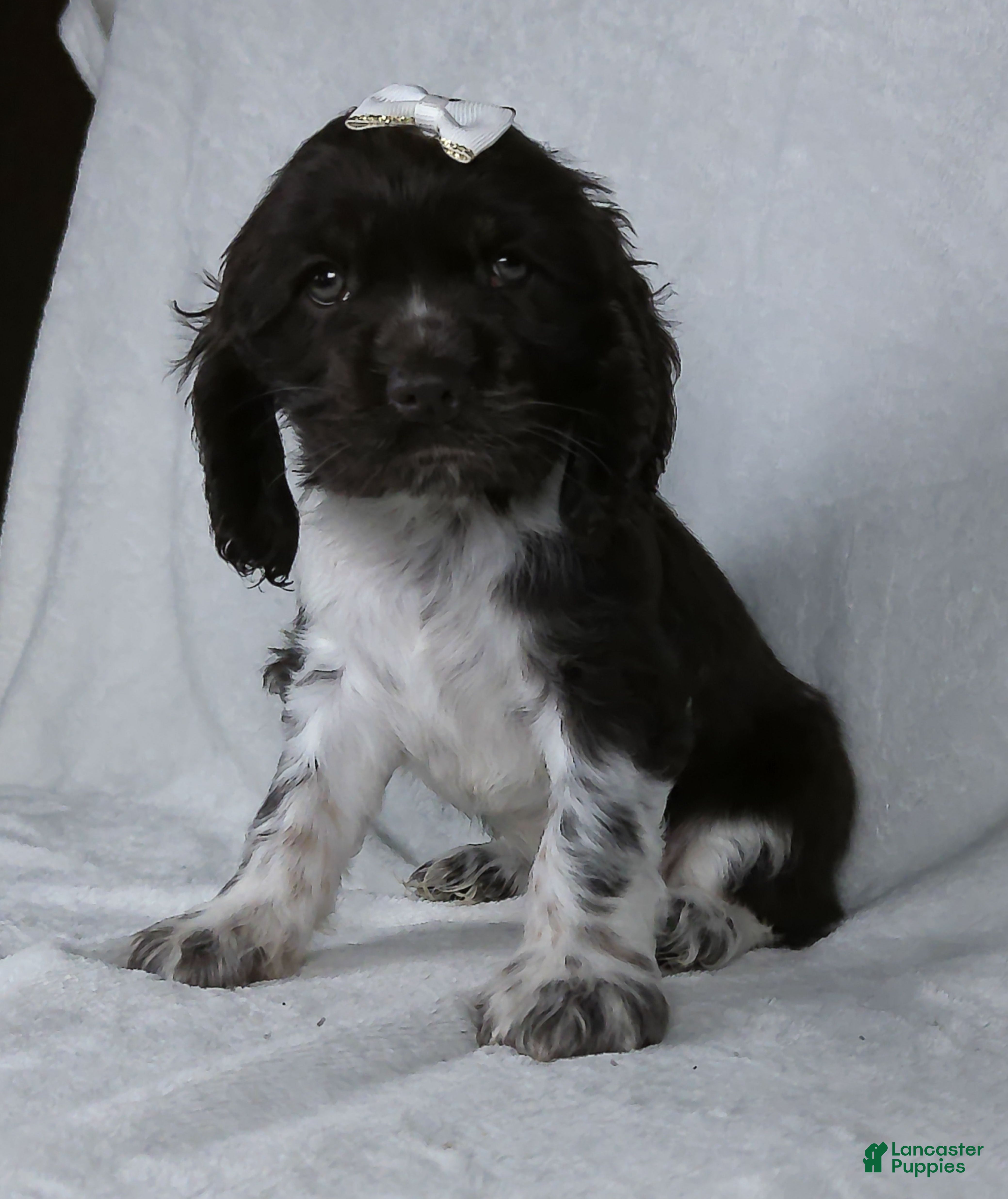 Cocker Spaniel dogs for sale: Bella - Ad 1