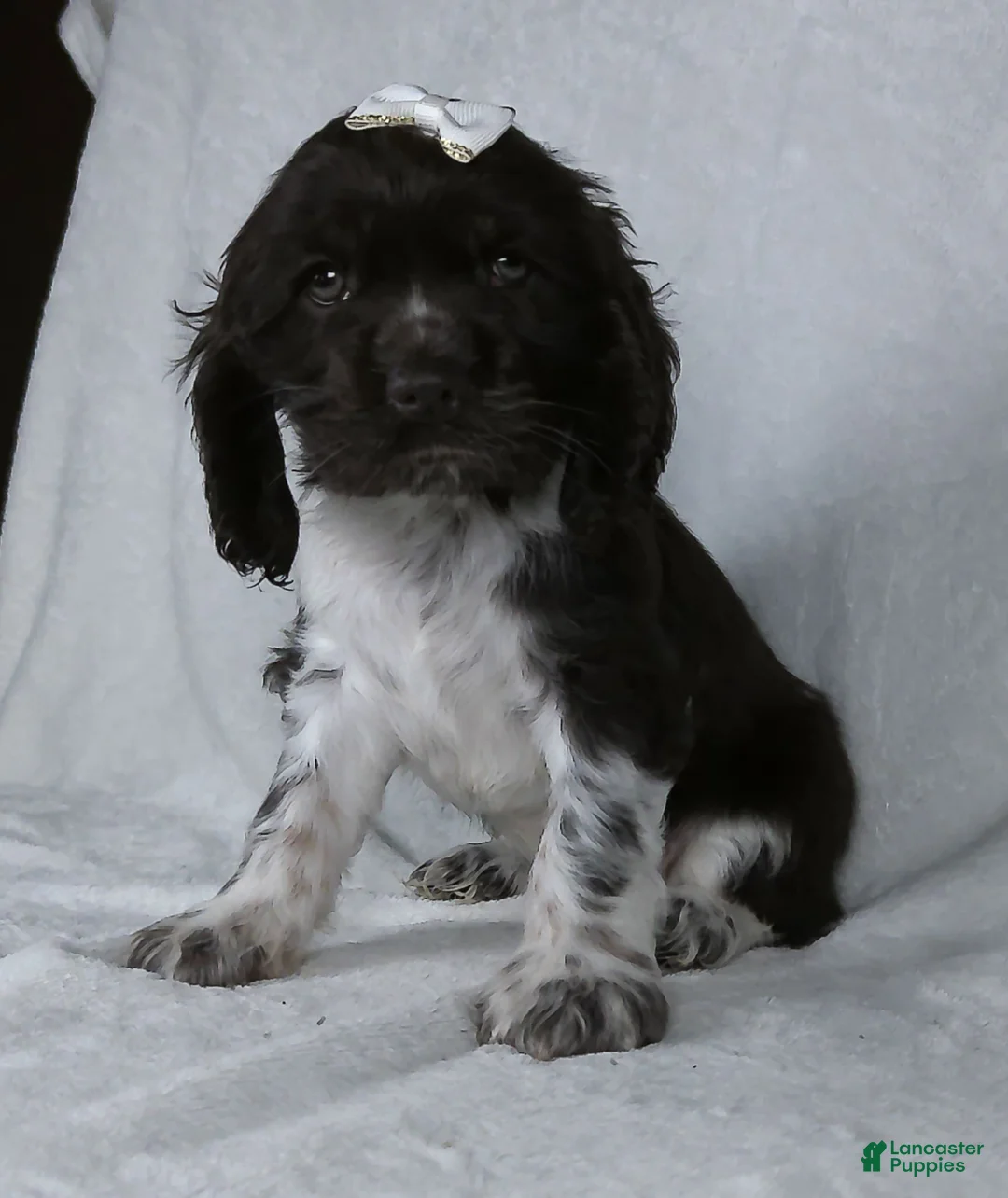 Cocker Spaniel dogs for sale: Bella - Ad 1