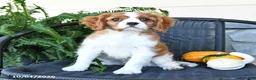 Cavalier King Charles Spaniel dogs for sale: Max - Ad 4
