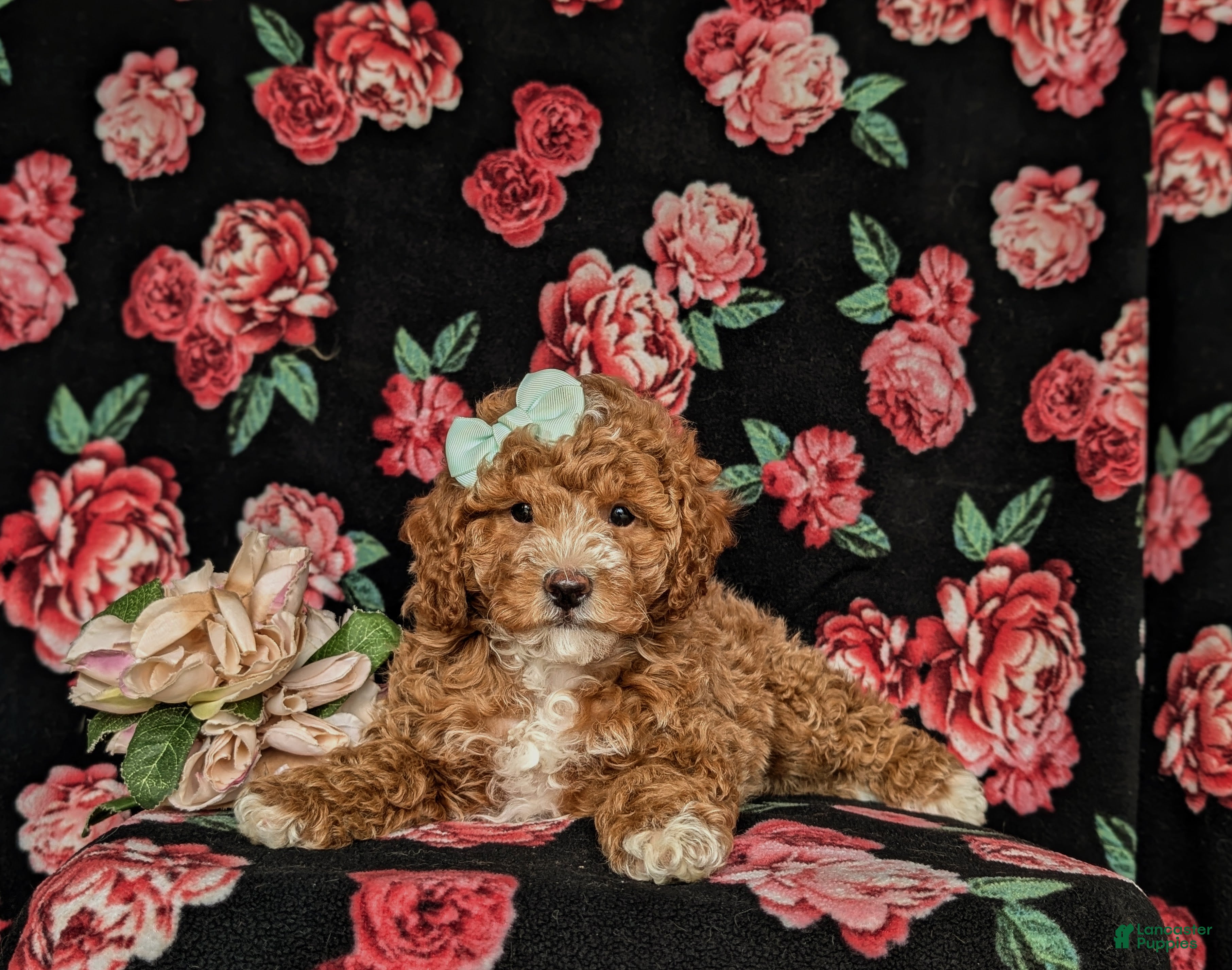 Miniature Poodle dogs for sale: Penny - Ad 5