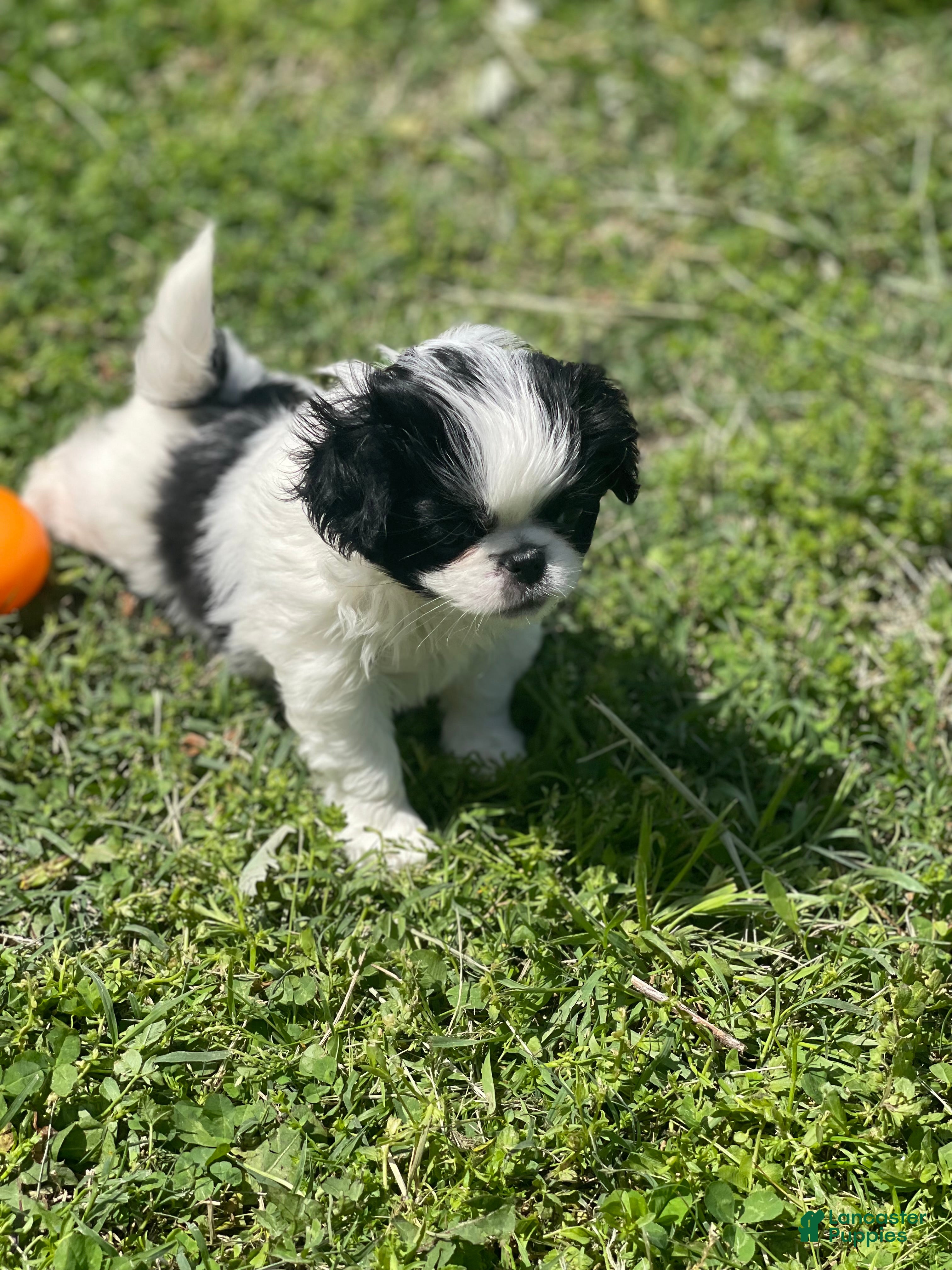 Japanese Chin Puppy 13 Japanese Chin for sale in Neodesha