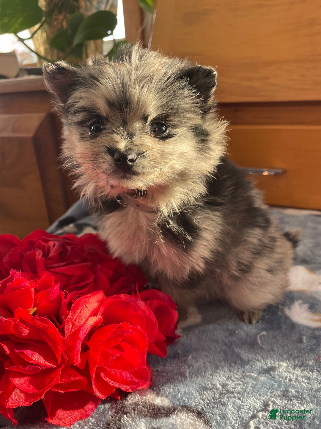 Pomeranian dogs for sale: Pinky - Ad 2