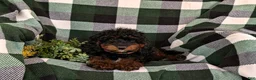 Mini Goldendoodle dogs for sale: Clifford Hypoallergenic - Ad 5