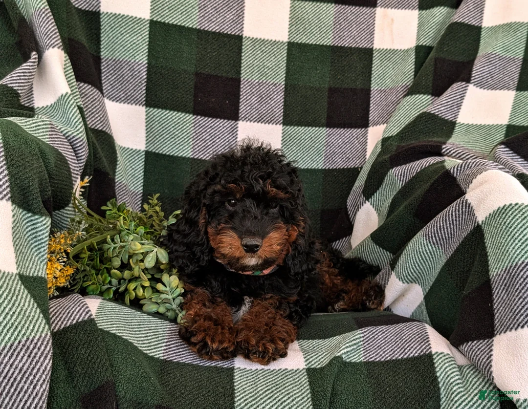 Mini Goldendoodle dogs for sale: Clifford Hypoallergenic - Ad 5