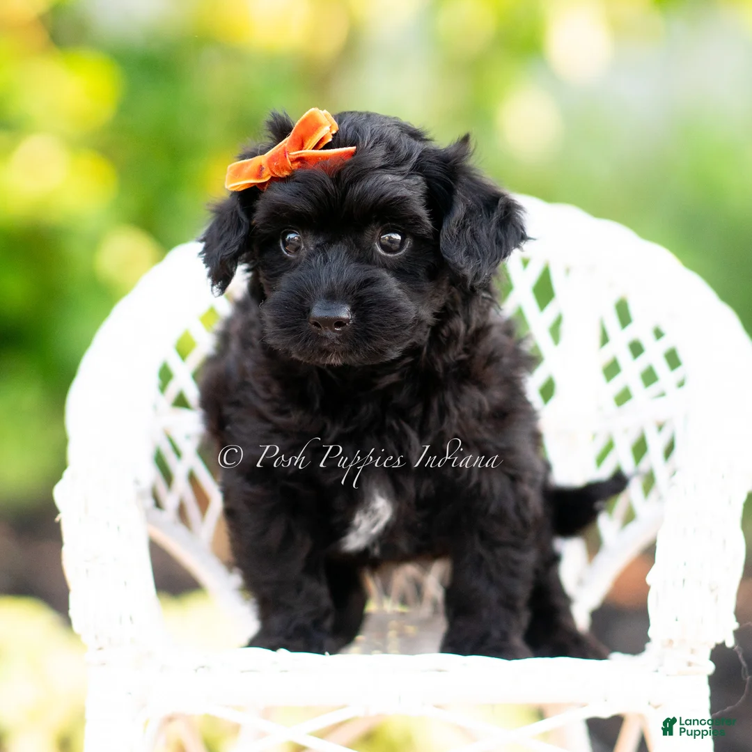 Yorkiepoo dogs for sale: Gus gus - Ad 6