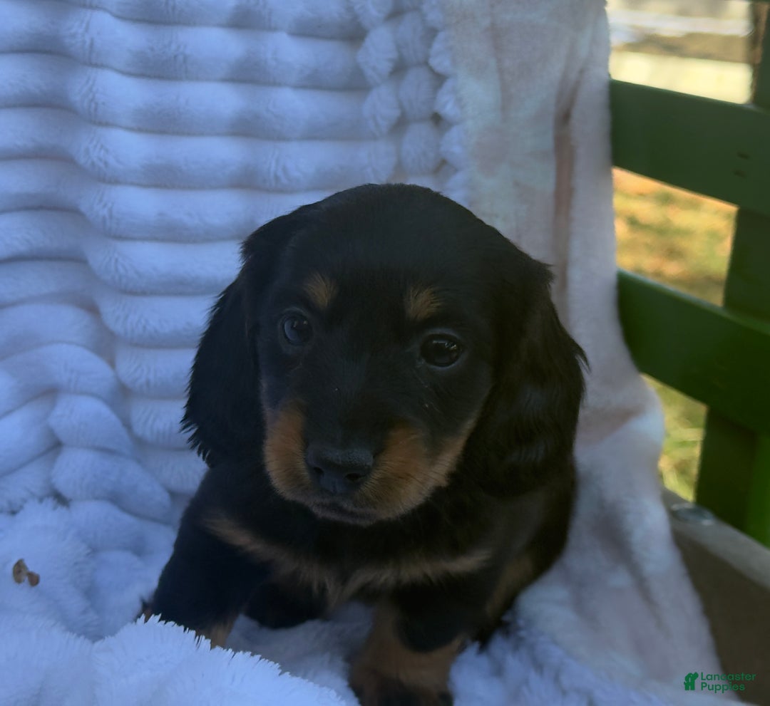 Miniature Dachshund dogs for sale: Flicka - Ad 2