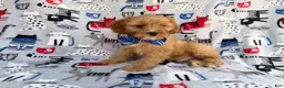 Cavapoo dogs for sale: Conner - Ad 8