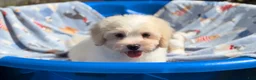 Shorkie dogs for sale: Shorkie Puppy 1 - Ad 6