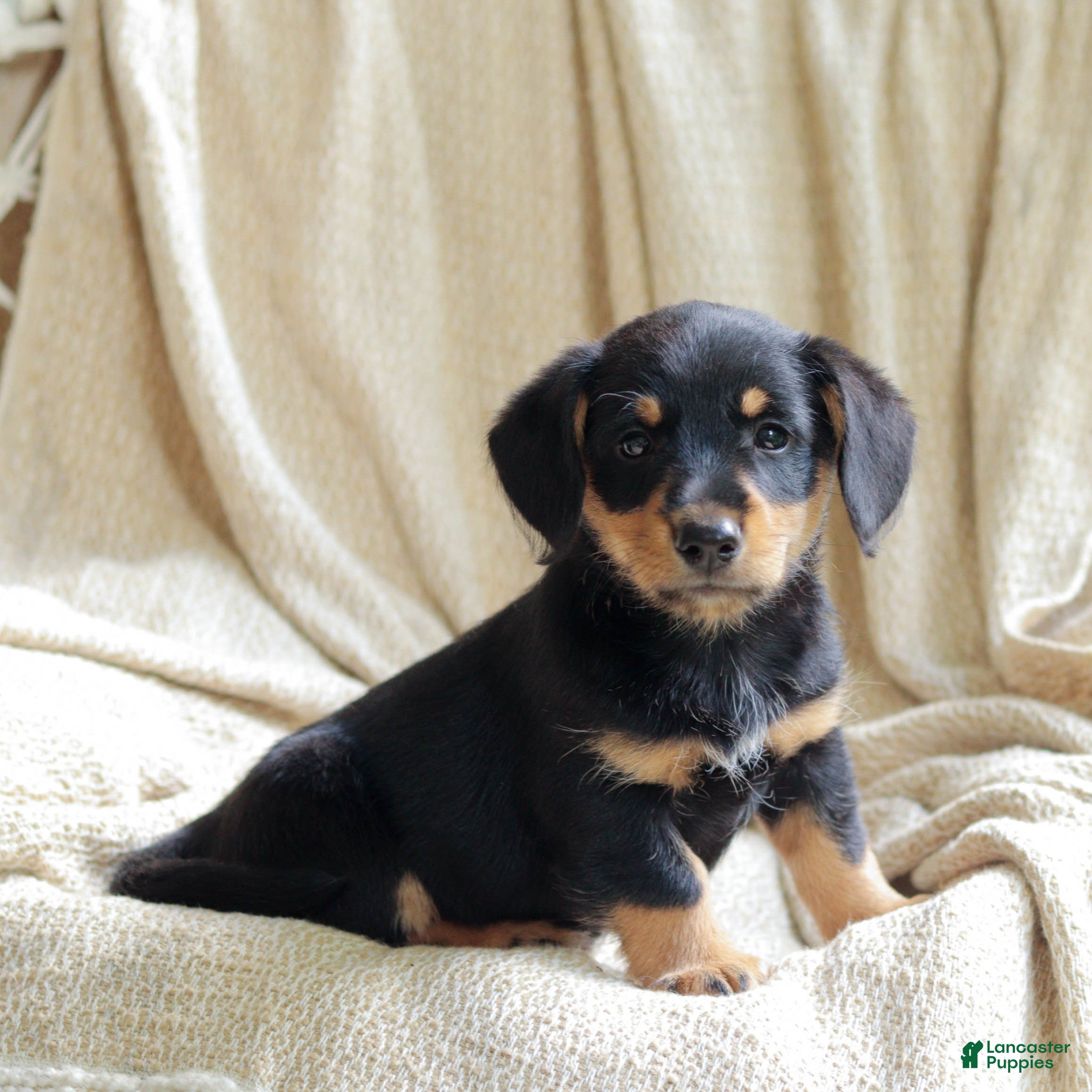 Mixed Breed dogs for sale: Otto - Ad 3